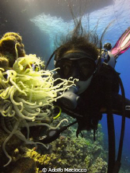 Anemone & Diver by Adolfo Maciocco 